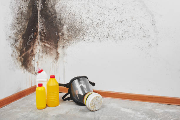 Best Fast Mold Removal  in Madisonville, TX