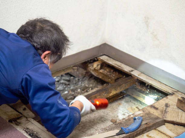 Best Mold Testing  in Madisonville, TX