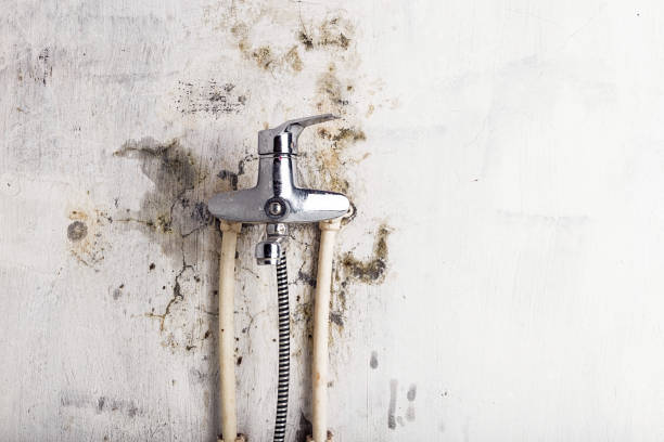 Best Same-Day Mold Removal  in Madisonville, TX