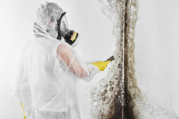 Best Mold Remediation Services  in Madisonville, TX