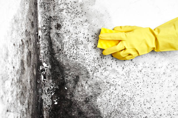 Mold Removal Process in Madisonville, TX