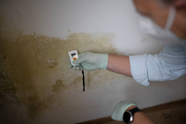 Best Attic Mold Removal  in Madisonville, TX