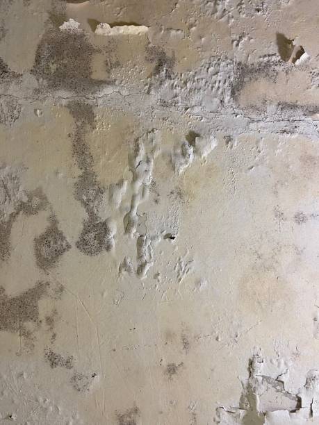 Best Mold Damage Repair  in Madisonville, TX