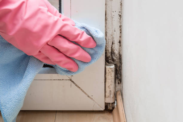 Best Mold Inspection  in Madisonville, TX