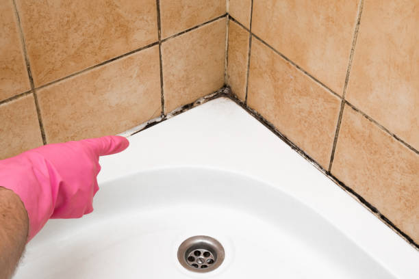 Best Affordable Mold Removal  in Madisonville, TX
