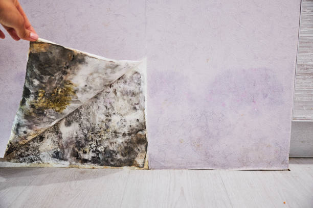 Best Professional Mold Removal  in Madisonville, TX